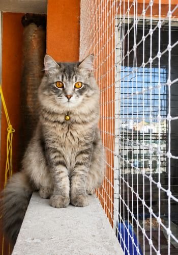Pet Safety Nets